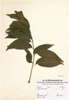 藏品(無患子)的圖片